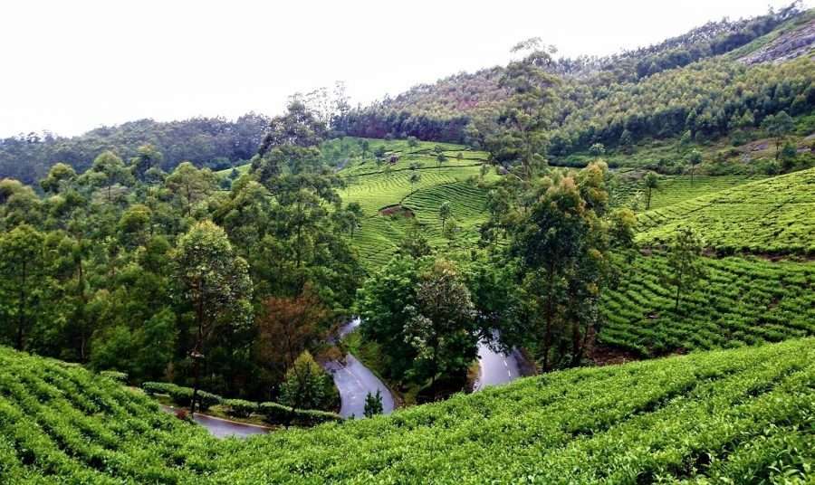 The Best Kerala Itinerary for 7 Days or more 35 Munnar in Monsoon