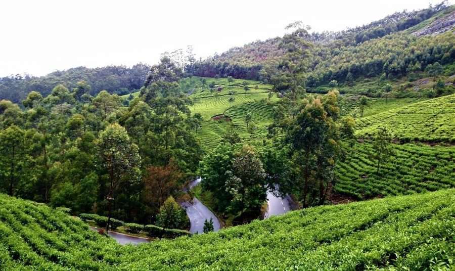 Munnar in Monsoon