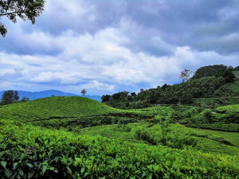 25 Most Beautiful Places in South India for Nature, Adventure and Heritage lovers 10 Tea Gardens of Munnar - Western Ghats