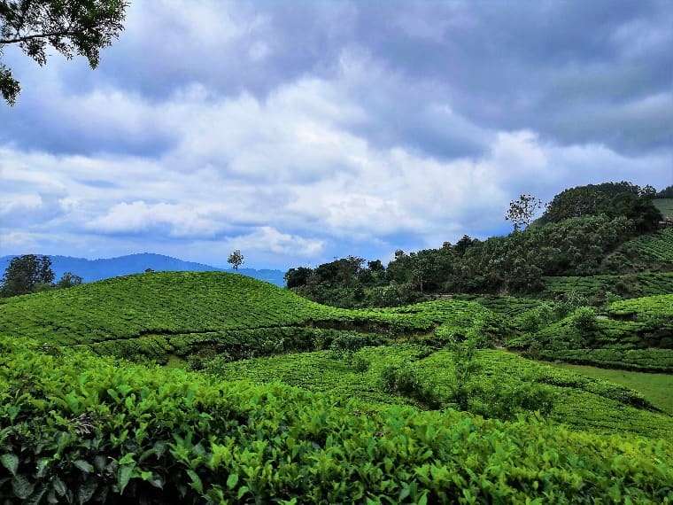 Tea Gardens of Munnar - Western Ghats