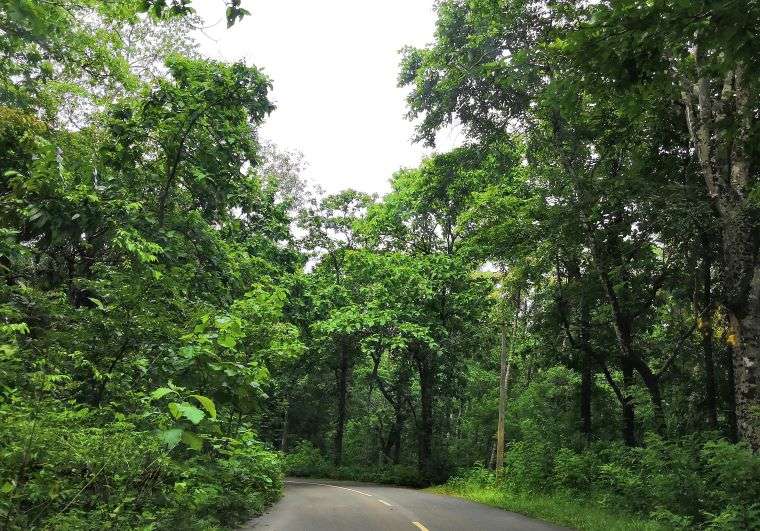 A road leading to bekal through what looks like a tunnel made of trees