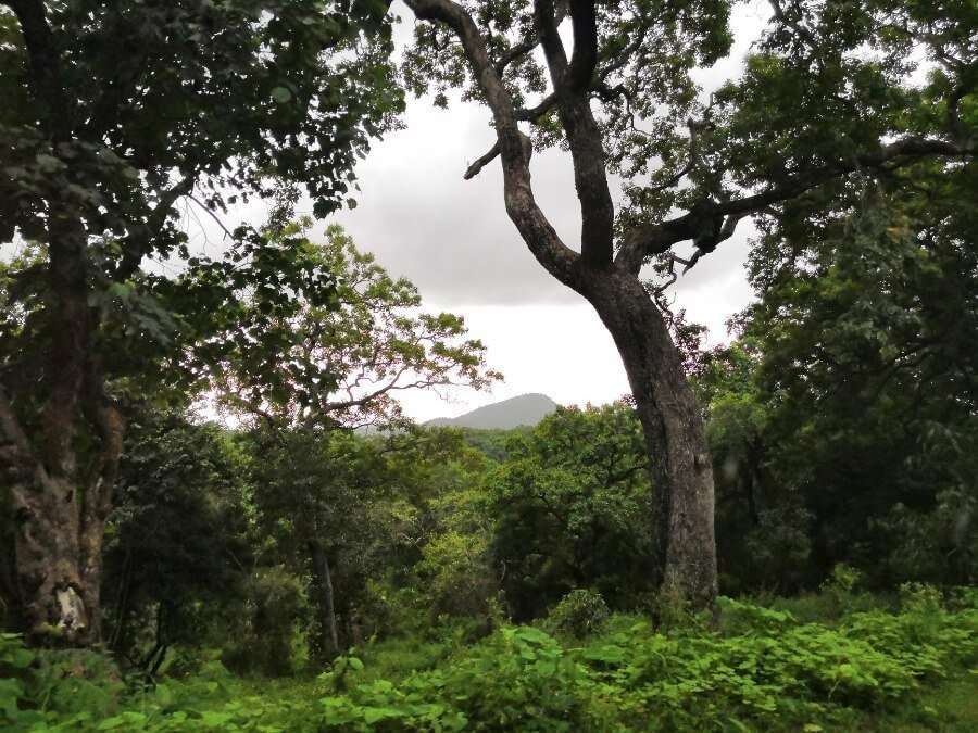 Dence forest in the BR Hills - 1 Day outing from Bangalore