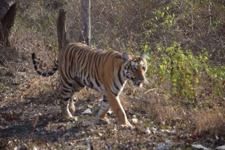 Bandipur Safari – Tryst with the Tiger