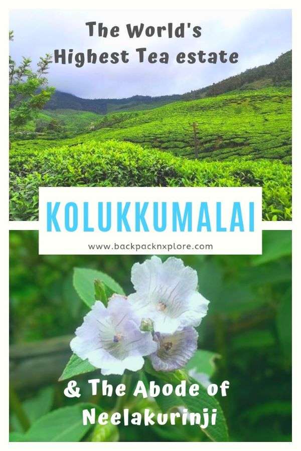 A Trip to Kolukkumalai - home to the highest organic tea estate in the world. Located at the border of Tamil Nadu and Kerala, this is a must-visit place for the sheer joy of nature. What's more, you will be greeted with wildflowers all your way. Once in 12 years is also covered in the blue blossoms of Nilgiris - Neelakurinji