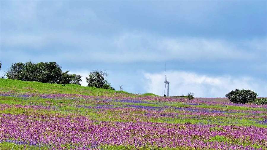 Kaas Plateau - Best monsoon destinations