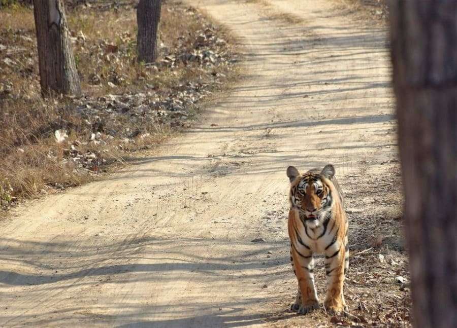 Bandipur Tiger Reserve