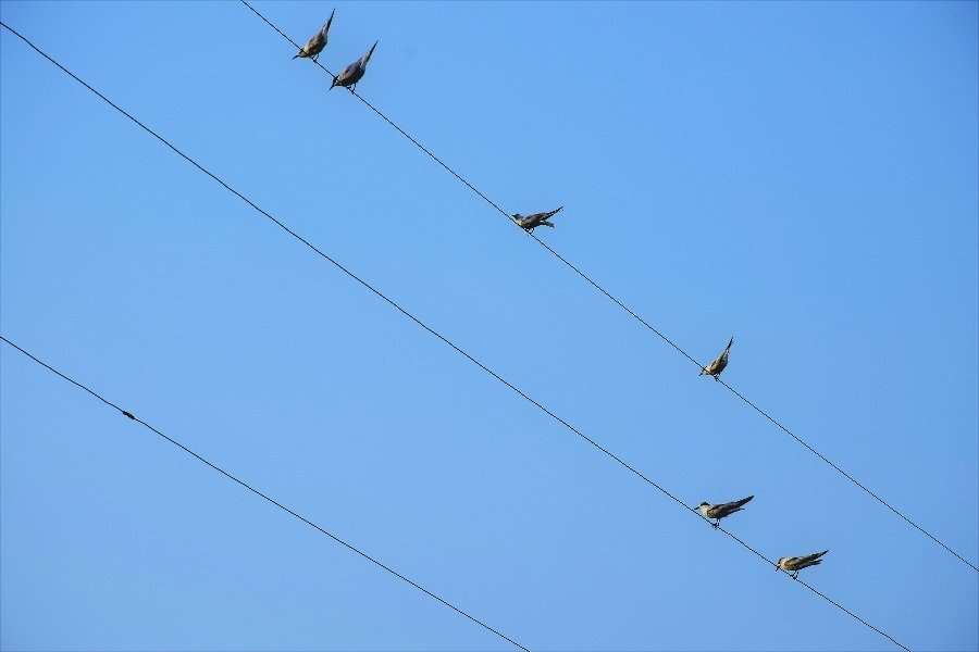 Kerala backwaters - Kumarakom birds