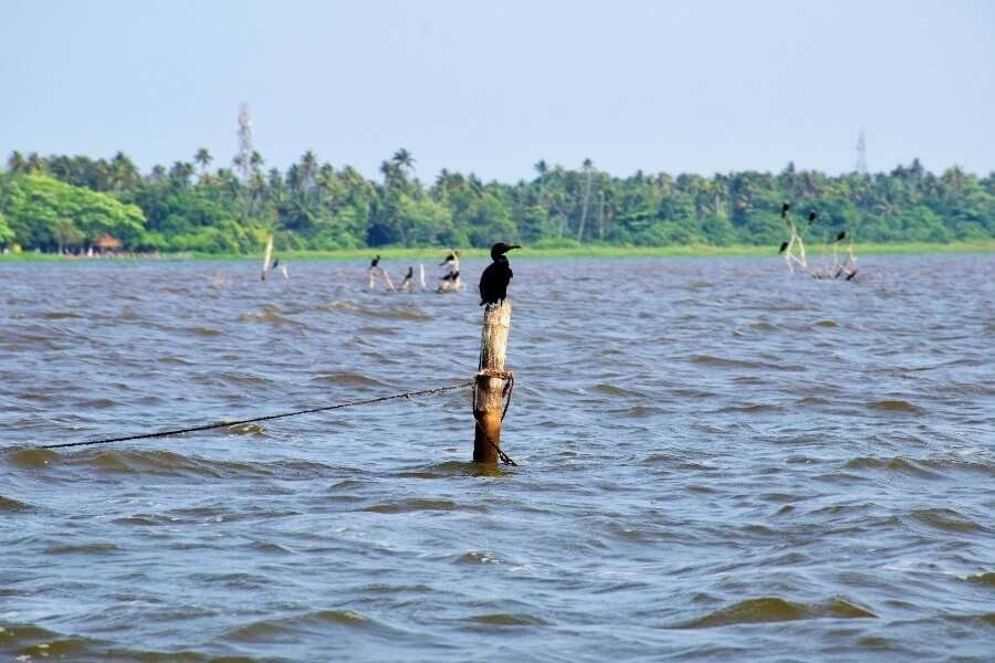 Birds sitting on the dried branches of the trees in the Vembanad lake. Bird-watching is one of the top things to do in Alleppey in one day