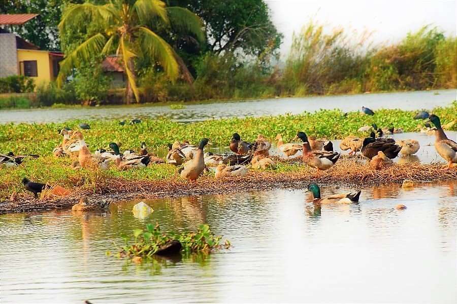 The Best Kerala Itinerary for 7 Days or more 19 Kumarakom bird sanctuary Vembanad Lake and Backwaters, Kerala