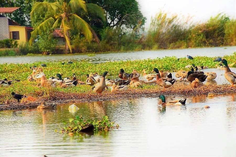 Kumarakom bird sanctuary Vembanad Lake and Backwaters, Kerala