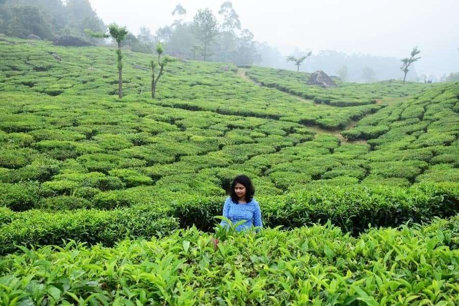 A girl in blue dress, that's me in the lush green tea gardens of Munnar, one of the best summer getaways of India