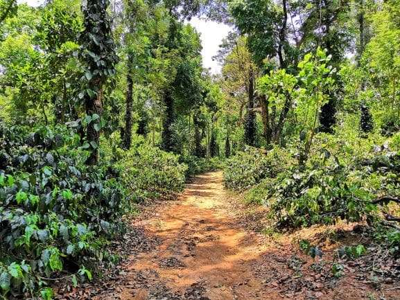 Chikmagalur coffee plantations