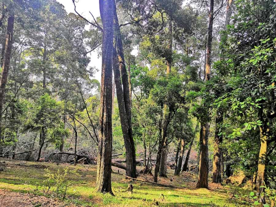 Kodaikanal places Pine Forest