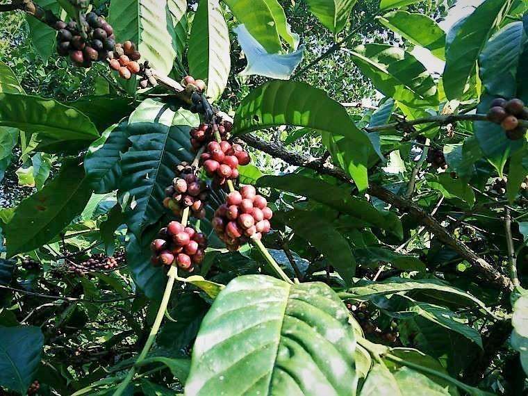 coffee plantation