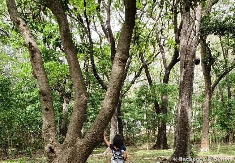 Sinjana, that's me, in the beautiful woods of Horsley Hills, enjoying the cool shade of the large old trees