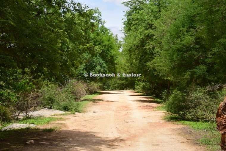 The Best One Day Trips from Bangalore - 48 Amazing Places 17 Tree-covered trekking trail of Kaigal Falls - a great place for one-day trip.