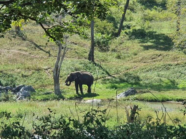 Wildlife in Wayanad