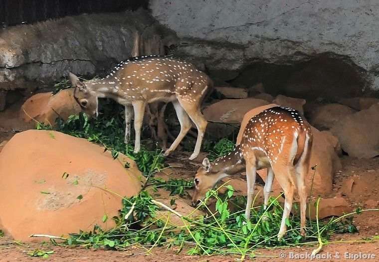 A pair of spotted deer