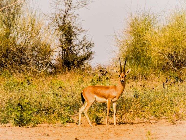 Thar Desert, India - December Destinations