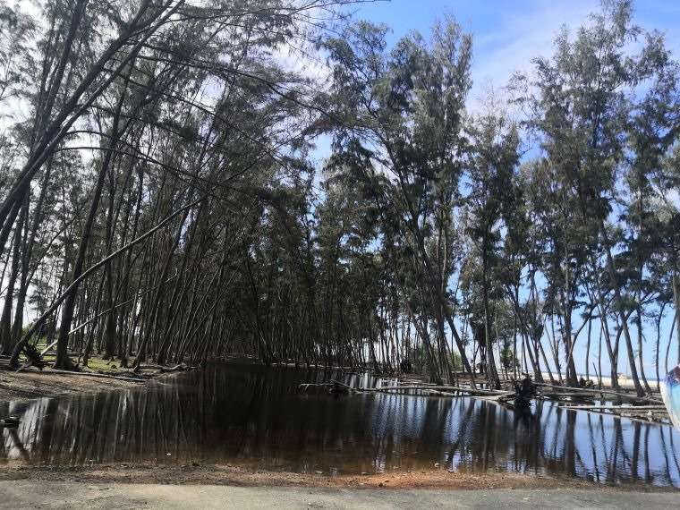 Coastal forest at Kushi Beach in Mandamman. This is where your Rameshwaram itinerary begins