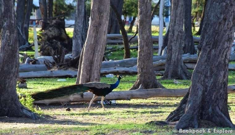 mandapam peacock