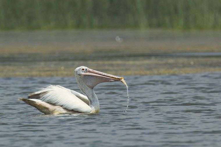 Mysore Itinerary - Discover the Best Things to do in Mysore 23 Ranganathittu Bird Sancturary - Places near Mysore