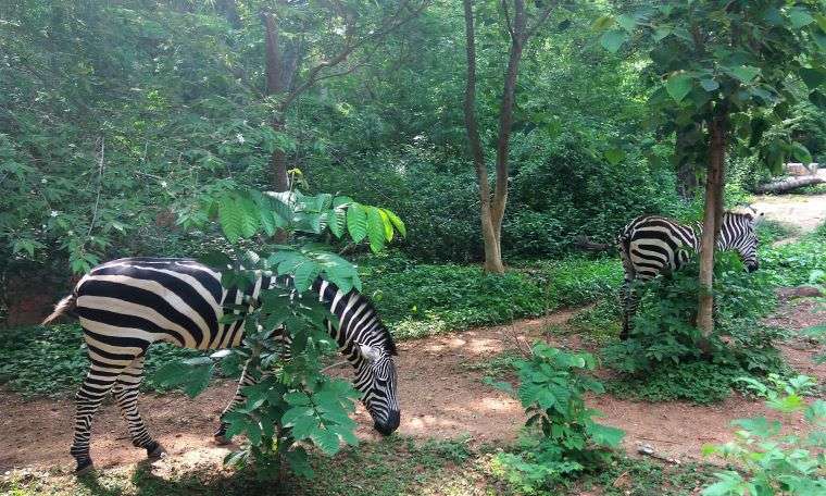 Mysore Zoo - one of the oldest and largest zoos in India