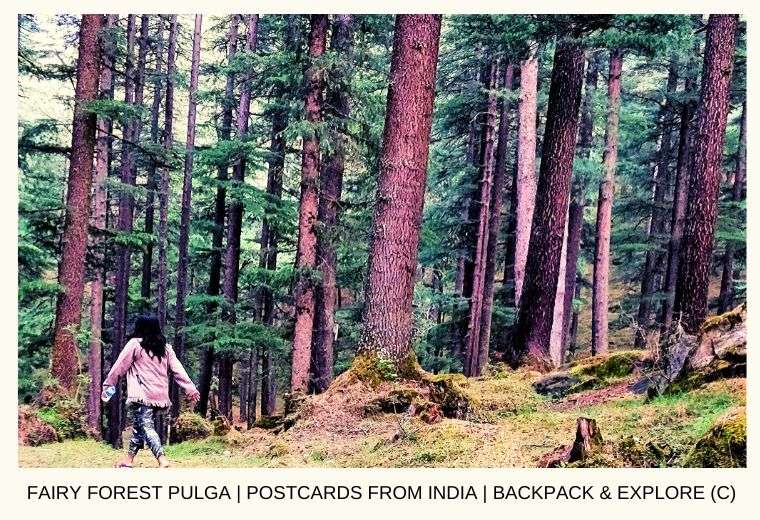 Fairy Forest Pulga