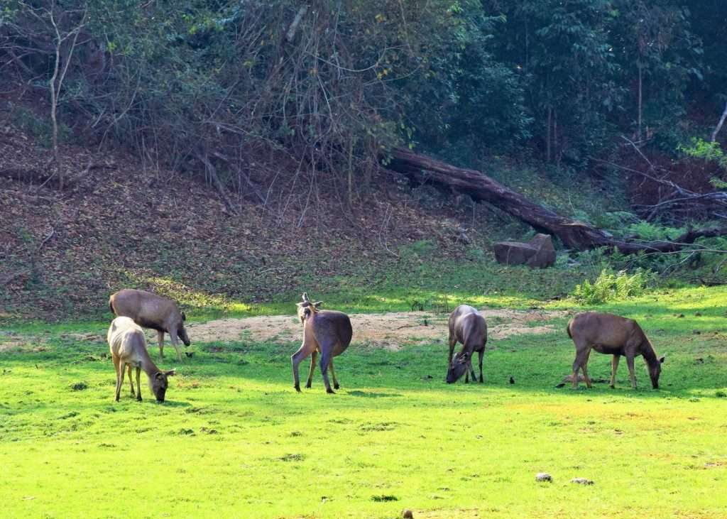 A group of Sambar deer eating grass in the sunshine at Periyar National Parl. These are larger than the spotted deer in India and don't have the spots