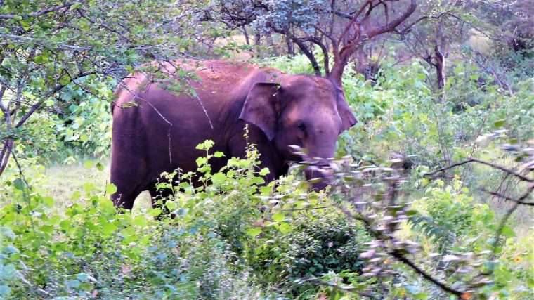 thekkady tourist shopping