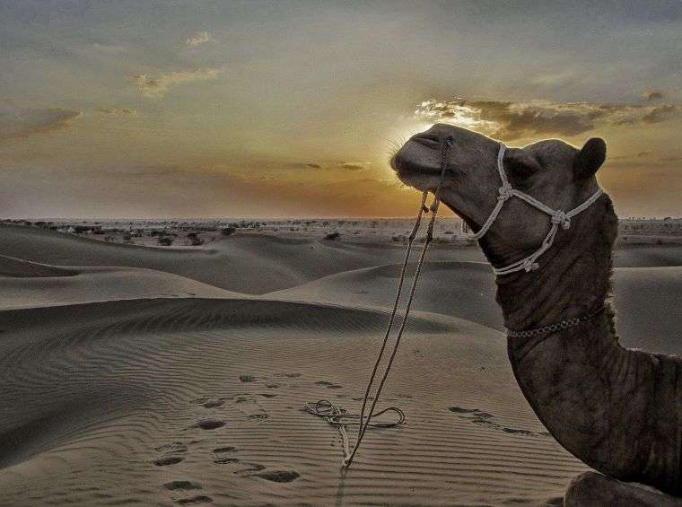 15 Most Exciting Places to Visit in North India in 2024 14 jaisalmer