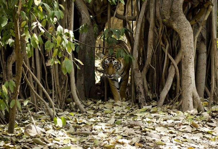 15 Most Exciting Places to Visit in North India in 2024 16 Ranthambore - Among the Best places to visit in North India