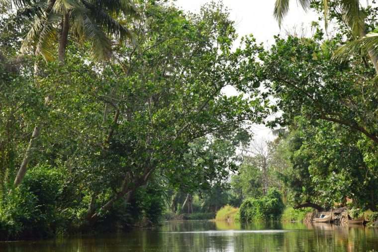 The Best Kerala Itinerary for 7 Days or more 17