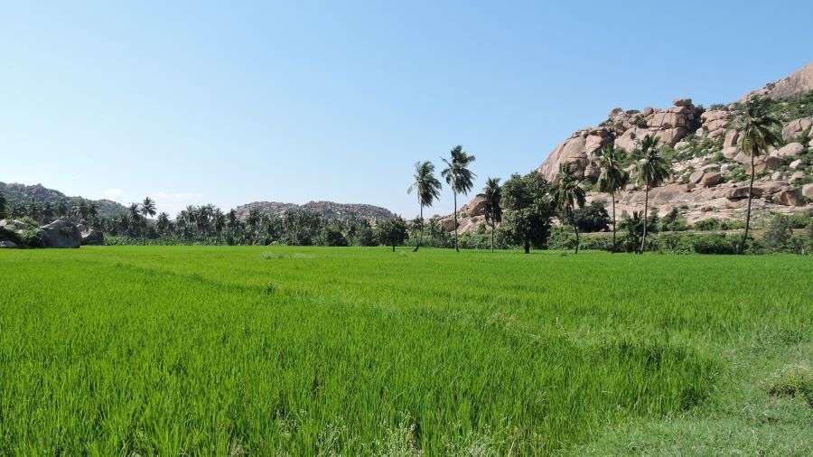 large paddy fields