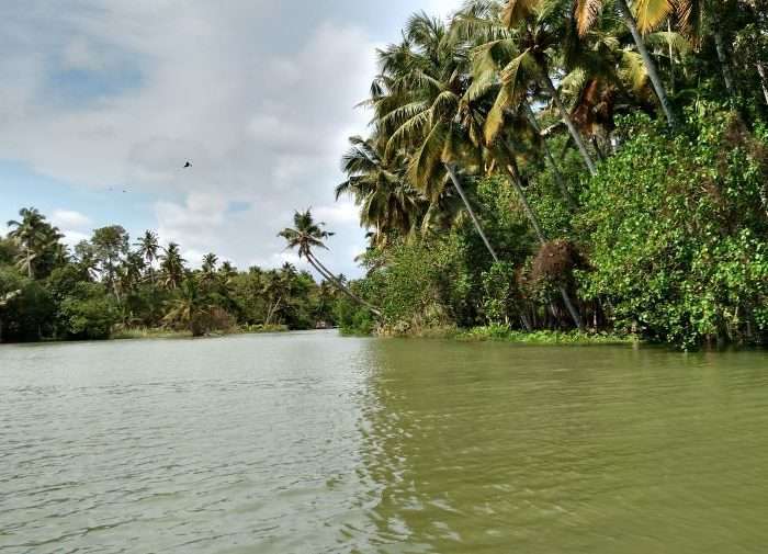 The Best Kerala Itinerary for 7 Days or more 3 Here's an unmissable experience in Kerala itinerary. Mesmerizing views of coconut groves and coastal trees while sailing in the Poovar Lake of Kerala.