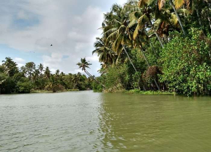 Here's an unmissable experience in Kerala itinerary. Mesmerizing views of coconut groves and coastal trees while sailing in the Poovar Lake of Kerala. 