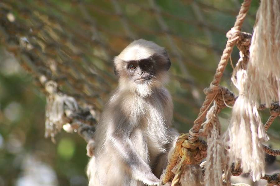 night jungle safari in india