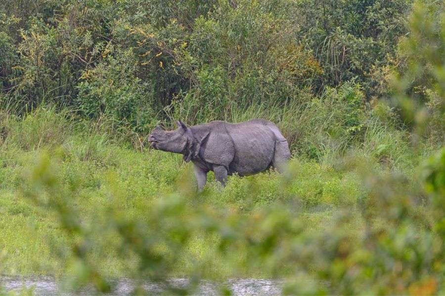 night jungle safari in india