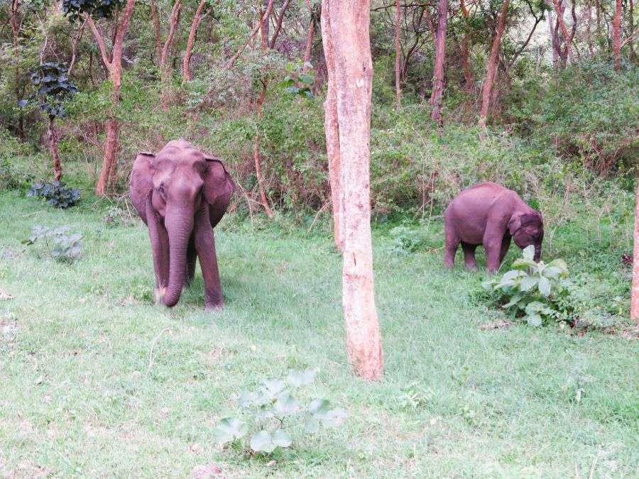 night jungle safari in india