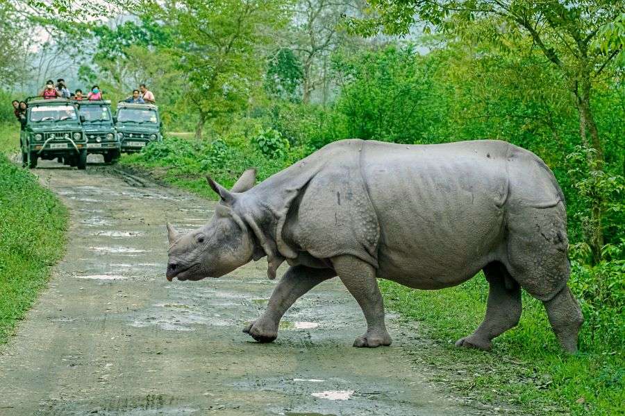 safari trip in india