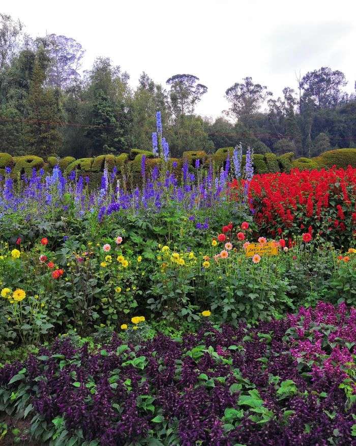 The Best Kodaikanal Itinerary for 3 Days in 2024 28 Vibrant flowers of Kodaikanal - deep purple, bright red, violet and dots of yellow and pink among the bright green leaves