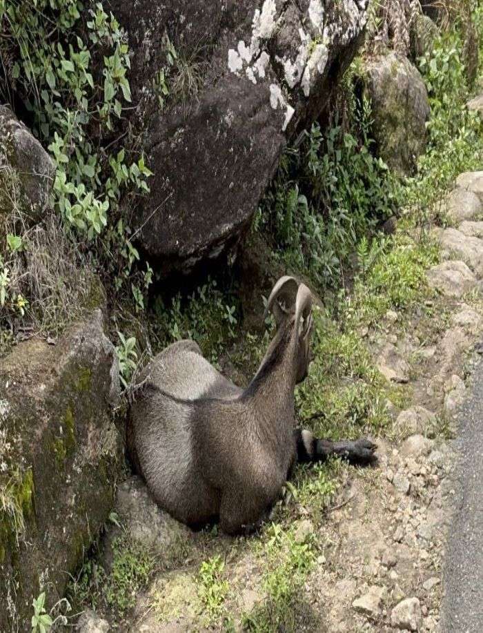 Niligir Tahr in Eravikulam National Park in Munnar. It is an endangered species of antelopes that are indegenous to the Niligiri region