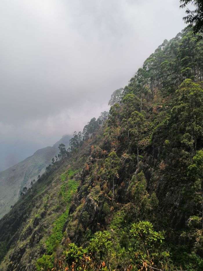 The Best Kodaikanal Itinerary for 3 Days in 2024 16 Edge of a densely forested hill in Kodaikanal