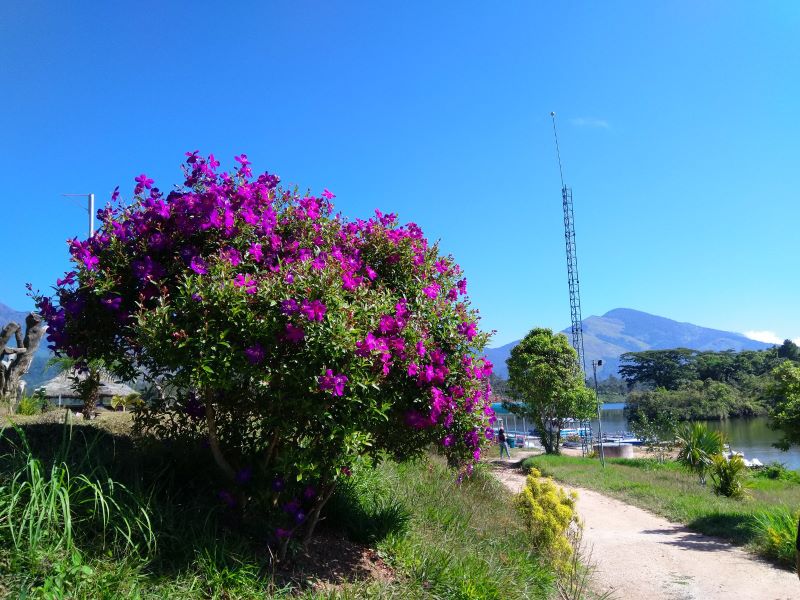 Bright magenta blossoms in the tree with a large mountain peak in the background at Munnar