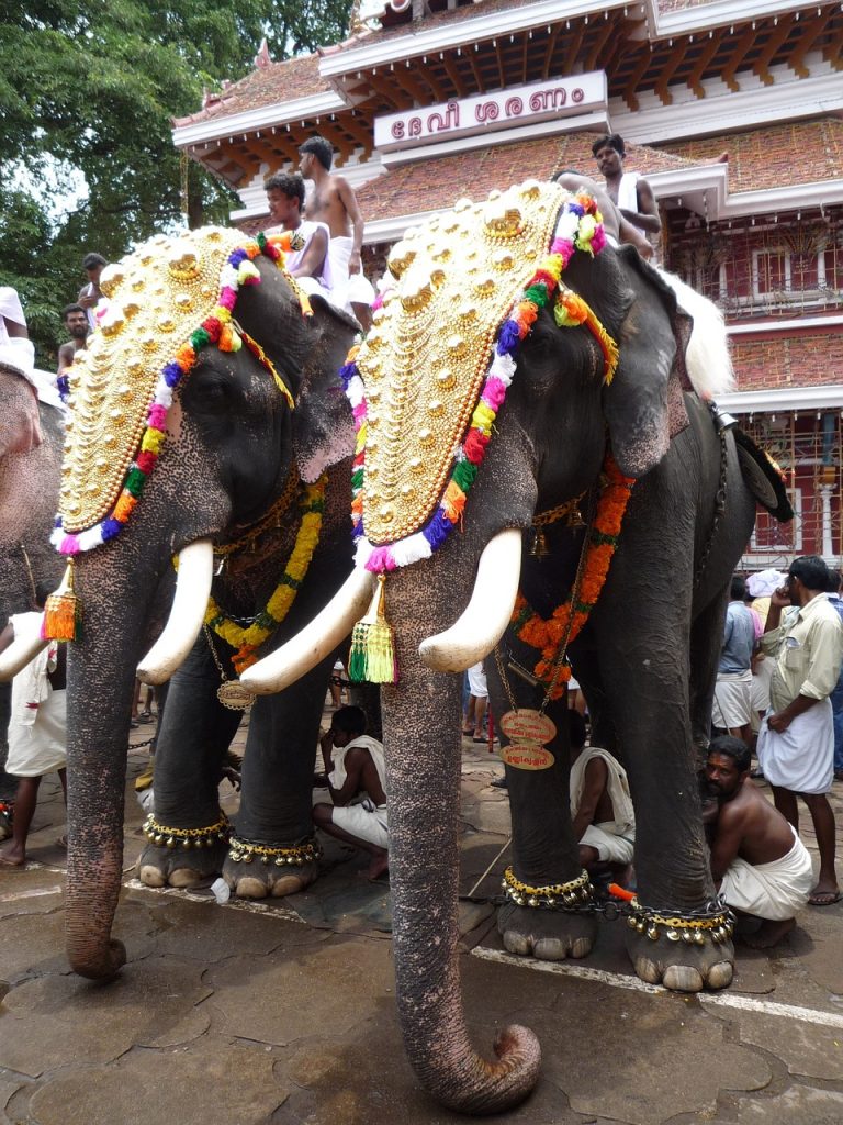 Caparisoned elephants for temple festivals in Kerala