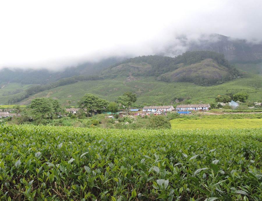 Tea plantations at Kanan Devan hills