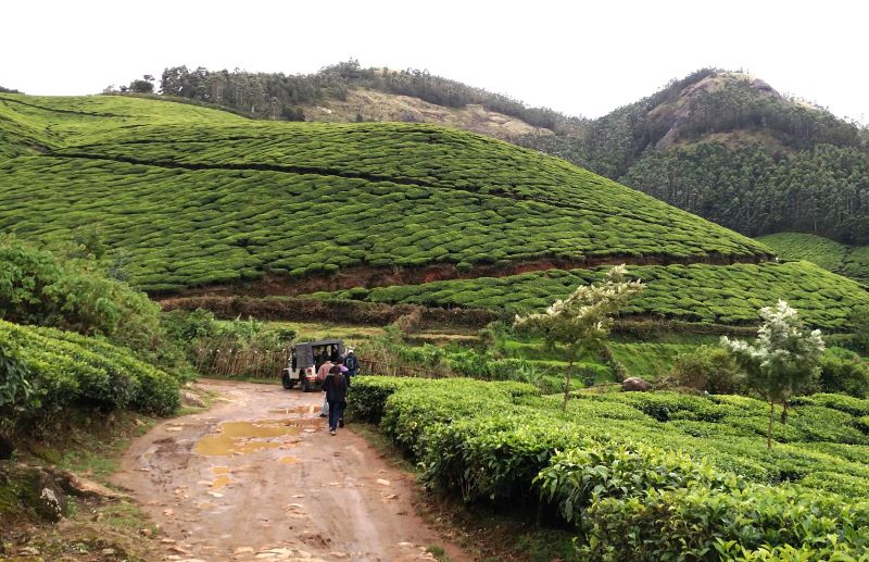 Jeep parked inside the lush tea garden at a very high altitude