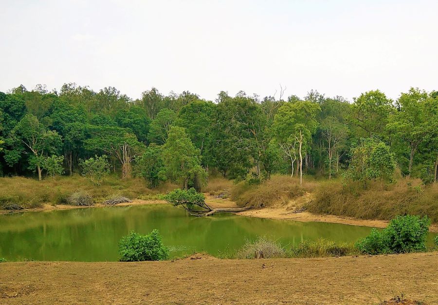 A small water body inside a jungle reflecting the greenery around