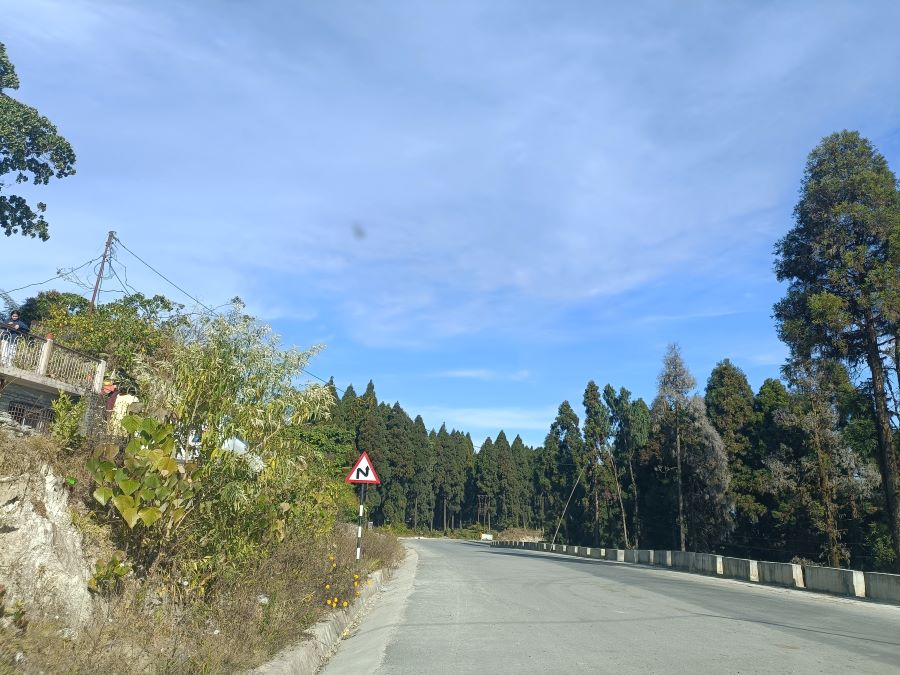 Wide road in the hills flanked by huge Pine trees