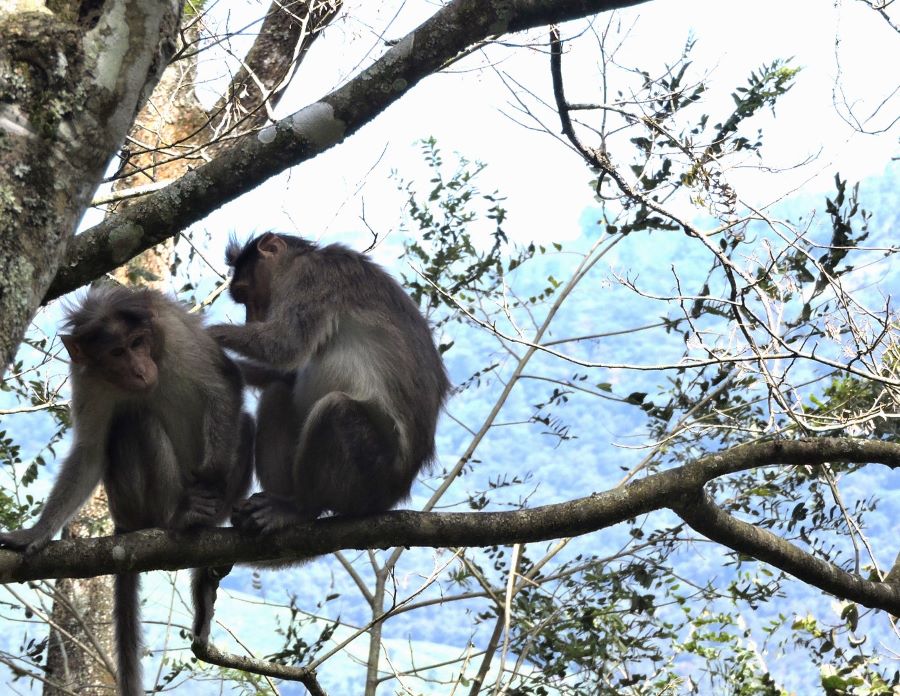 Two monkeys in busy grooming each other in the Idukki forest